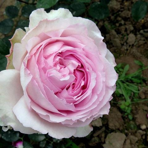 Yves Light 伊芙光 (Japan)