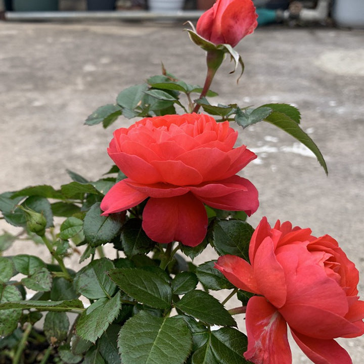 Red Juice Balcony 红果汁阳台 (Netherlands)