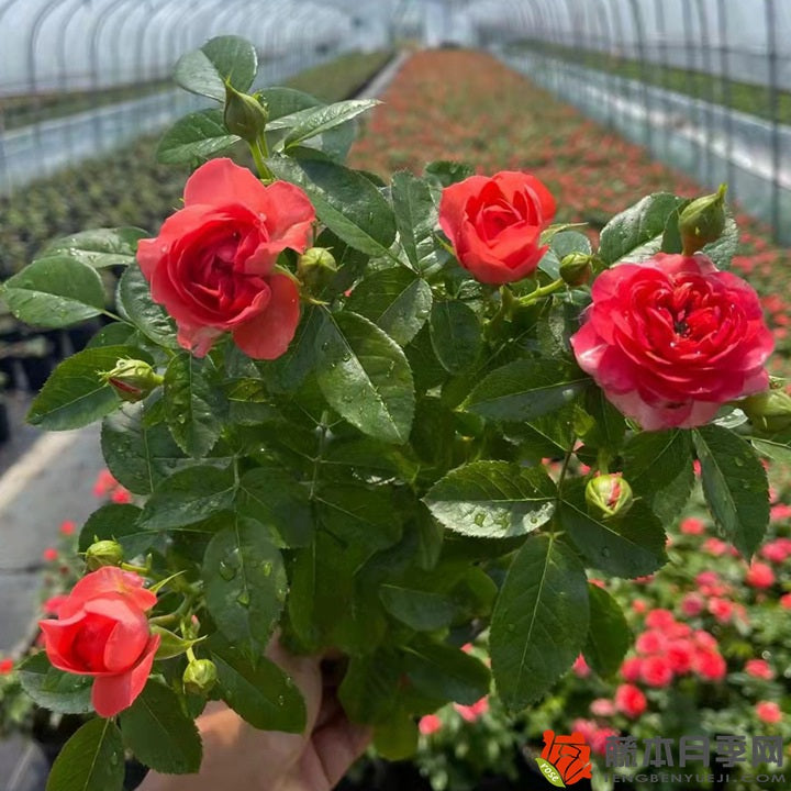 Red Juice Balcony 红果汁阳台 (Netherlands)
