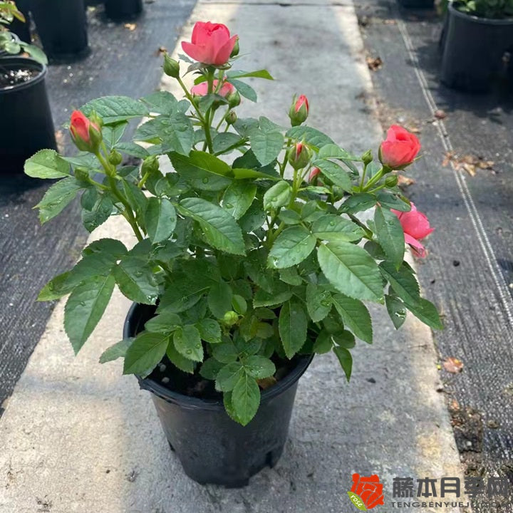 Red Juice Balcony 红果汁阳台 (Netherlands)