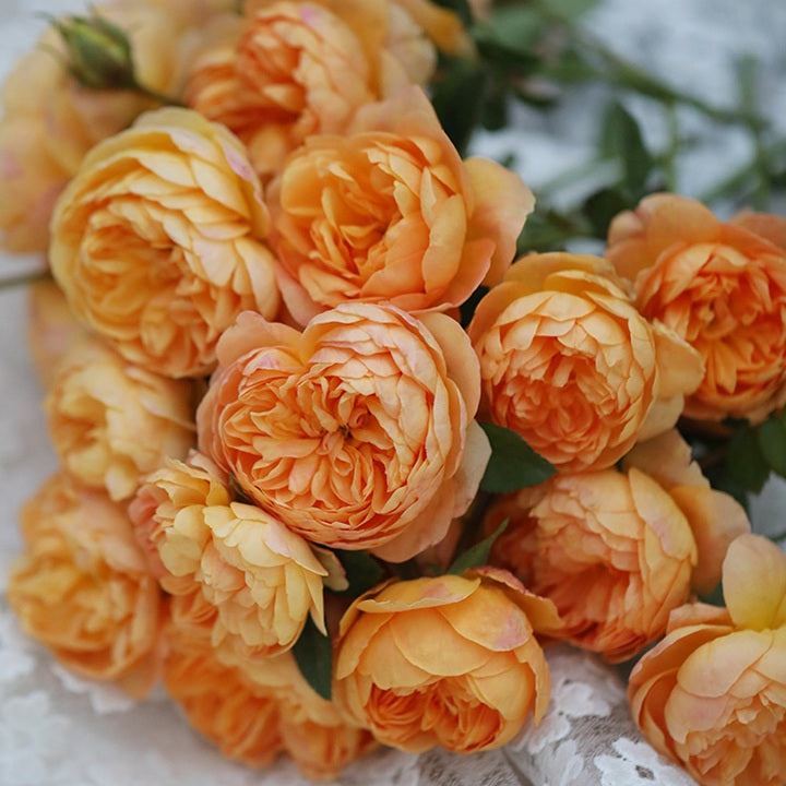 Zhuji 珠玑 (China 天狼)