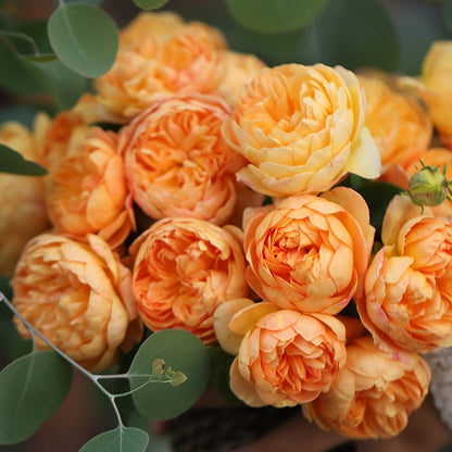 Zhuji 珠玑 (China 天狼)