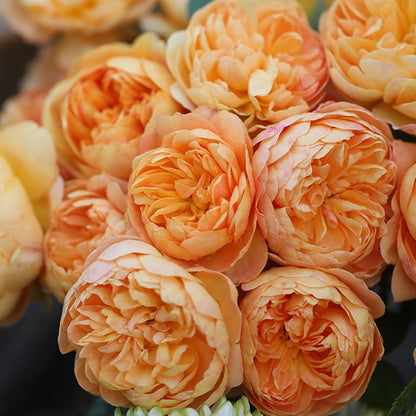 Zhuji 珠玑 (China 天狼)