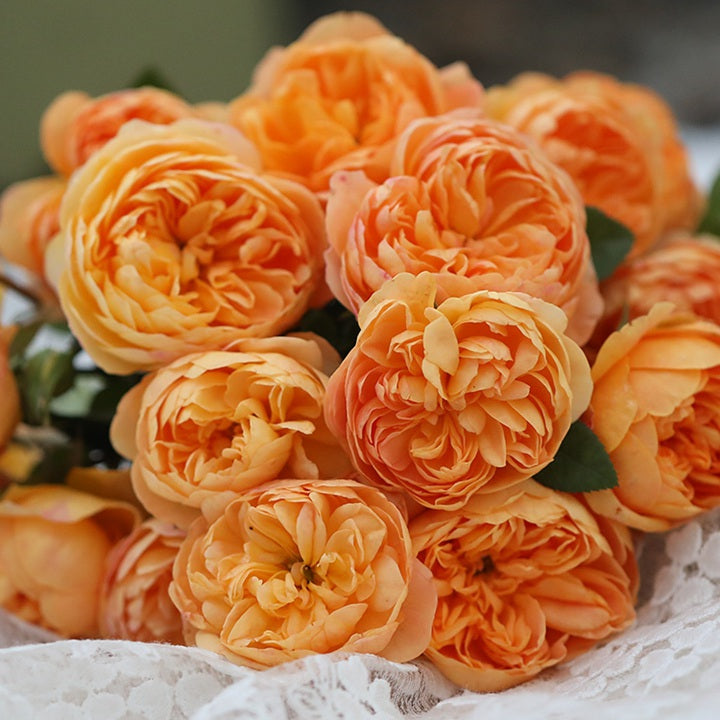 Zhuji 珠玑 (China 天狼)