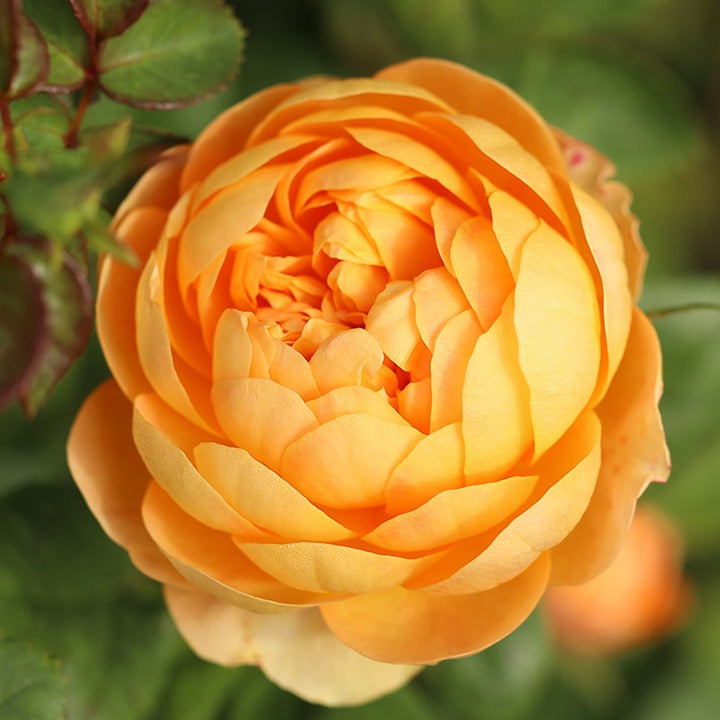 Zhuji 珠玑 (China 天狼)