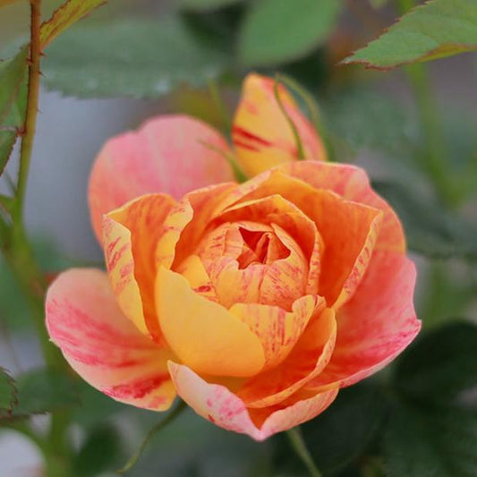 Juicy Splash Tree Rose 果汁飞溅 树玫瑰