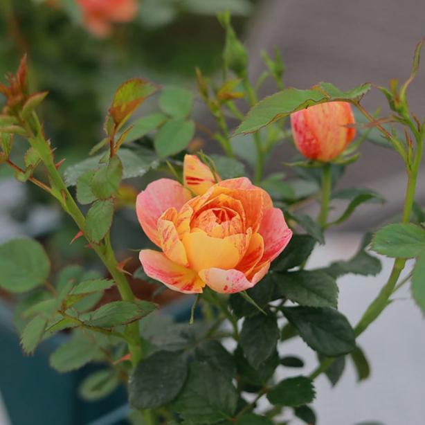 Juicy Splash Tree Rose 果汁飞溅 树玫瑰