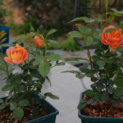 Juicy Splash Tree Rose 果汁飞溅 树玫瑰