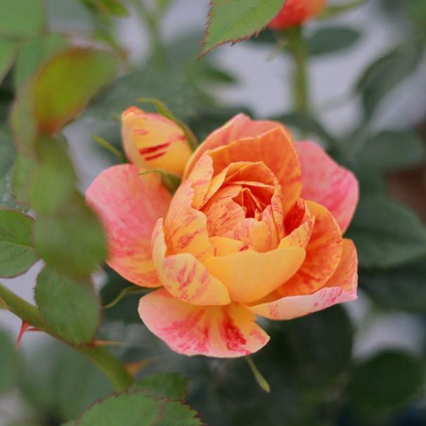 Juicy Splash Tree Rose 果汁飞溅 树玫瑰