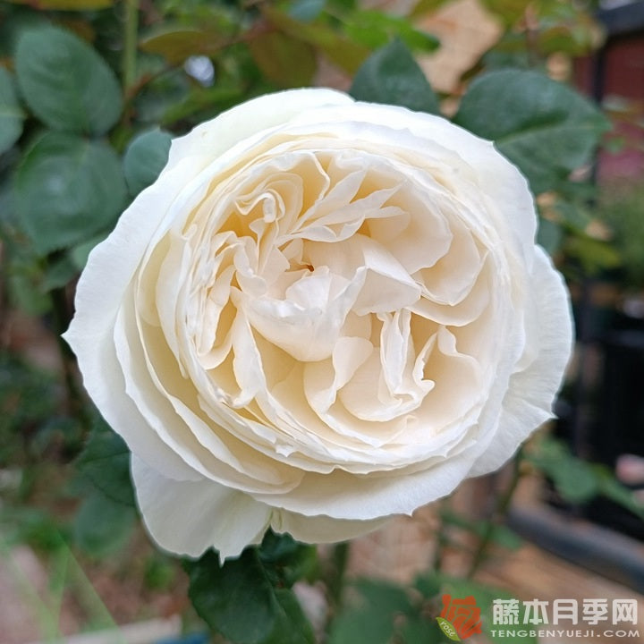 Frozen 冰雪世界