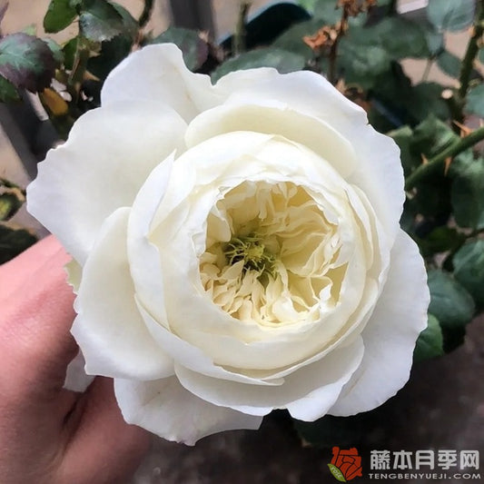 Frozen 冰雪世界