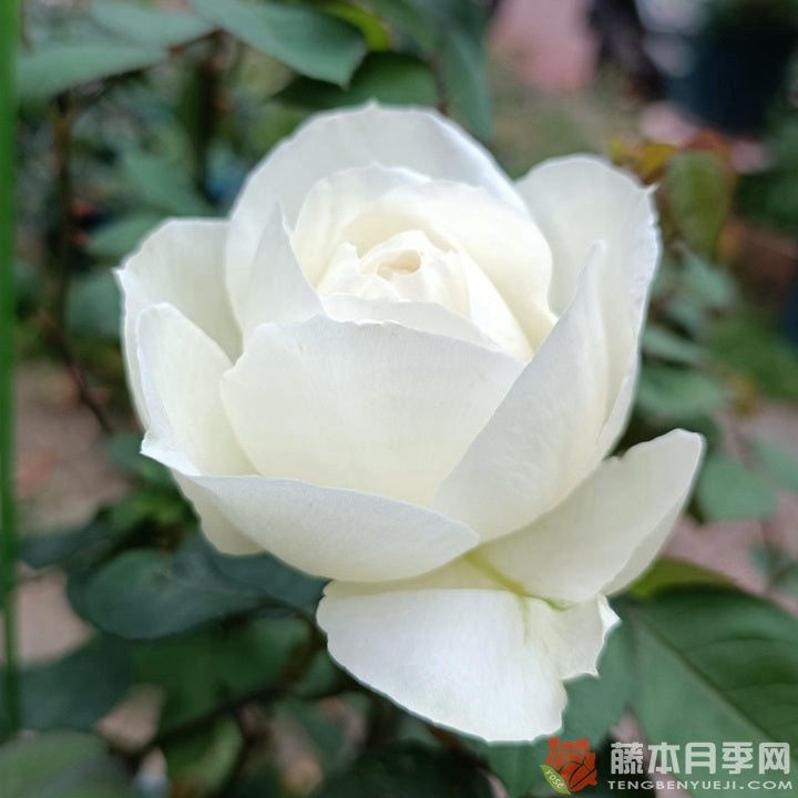 Frozen 冰雪世界