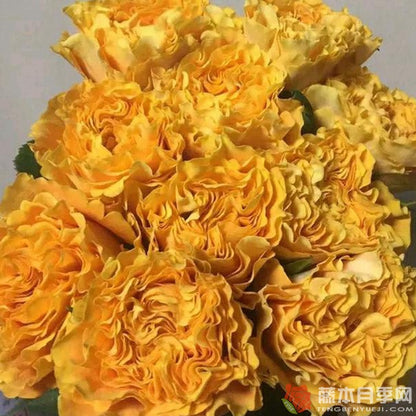 Mango Lieber 芒果酒吧 (Japan)