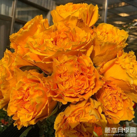 Mango Lieber 芒果酒吧 (Japan)