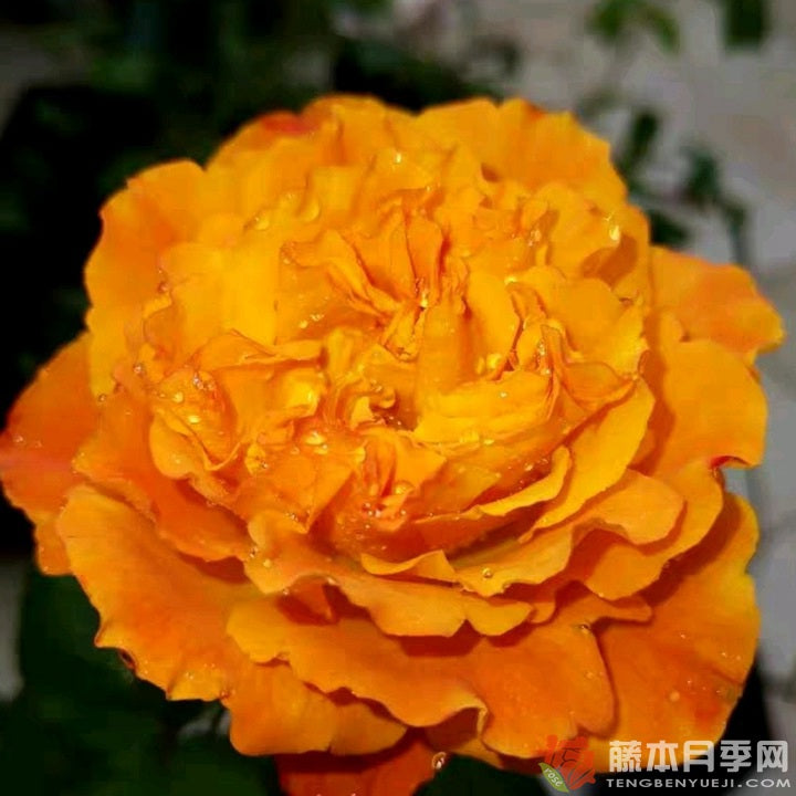 Mango Lieber 芒果酒吧 (Japan)