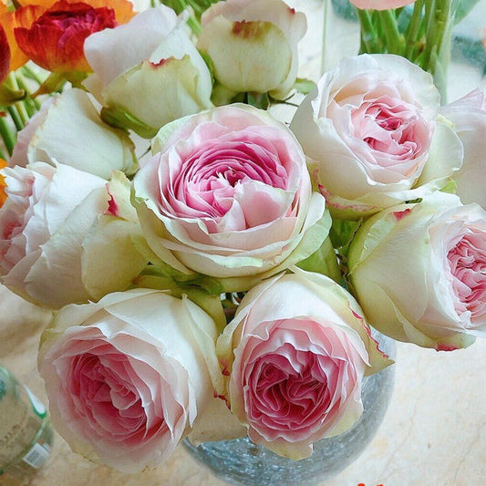 Lorena Summerhouse 蕾娜山庄 (Netherlands)