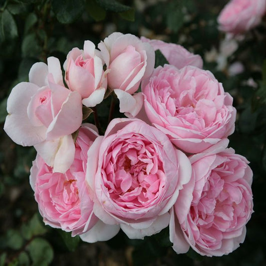 Cinderella Tree Rose 仙度瑞拉 树玫瑰 (Germany)