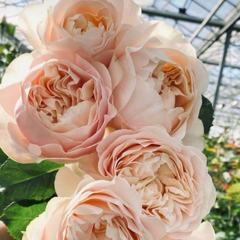 Fragrant Roses – Page 7 – Hillside Rose Farm