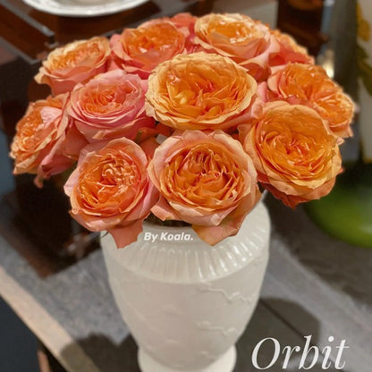 Orbit 轨道 (Kenya)