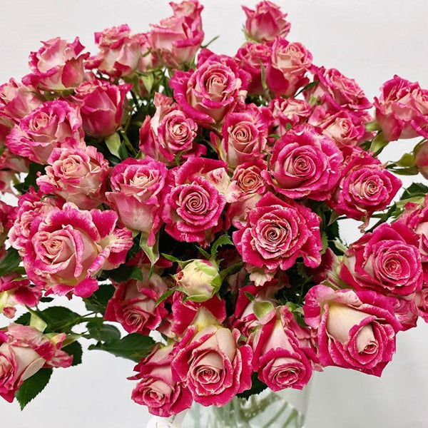 Fragrant Roses – Hillside Rose Farm