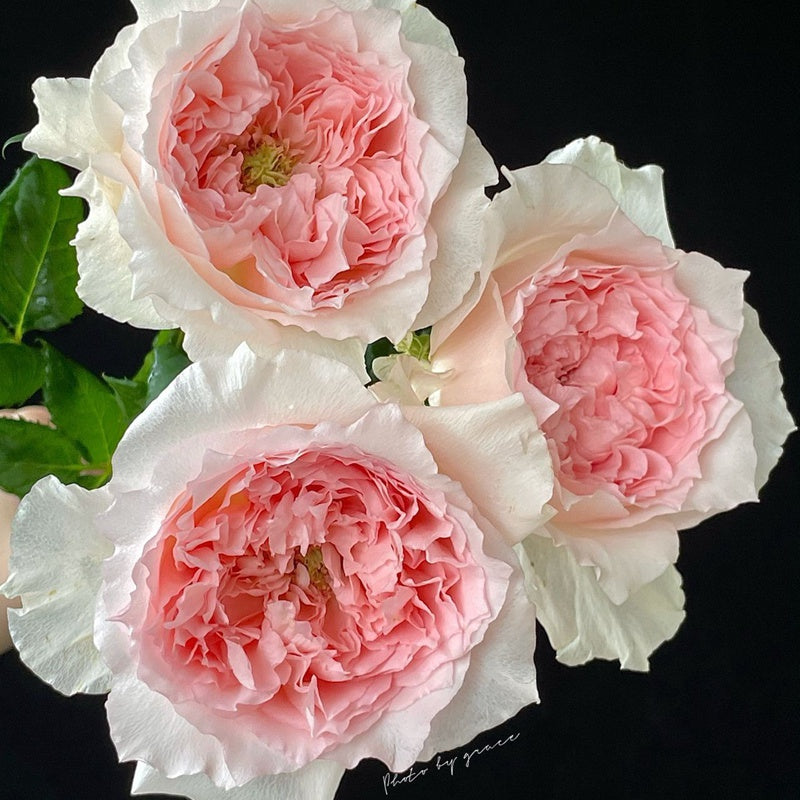 Flow Tree Rose 涌流 树玫瑰 (Japan)