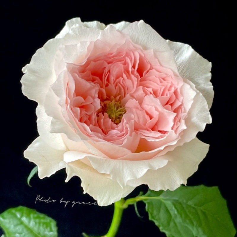 Flow Tree Rose 涌流 树玫瑰 (Japan)