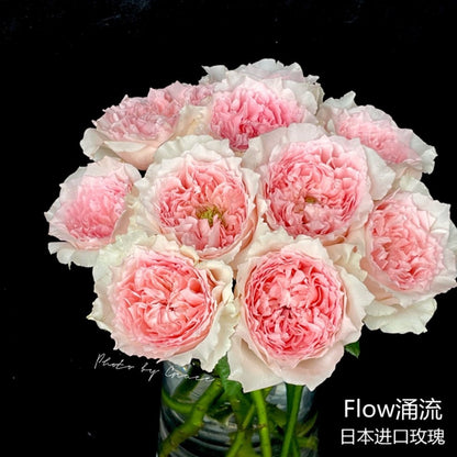 Flow Tree Rose 涌流 树玫瑰 (Japan)