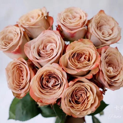 Cappuccino 卡布奇诺