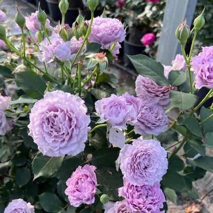 Blue Silk Ball 蓝丝球 (China 天狼)