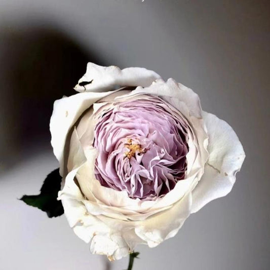 Milky Pearl 牛奶珍珠 (Japan)