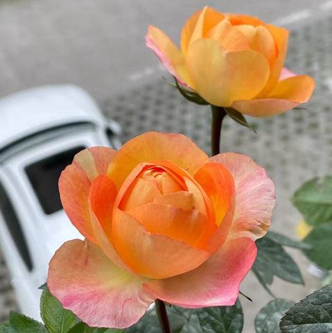Star Orange Beauty 星橙美人 (China)