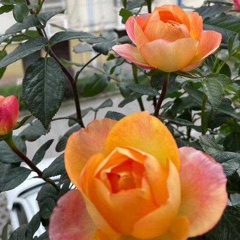 Star Orange Beauty 星橙美人 (China)