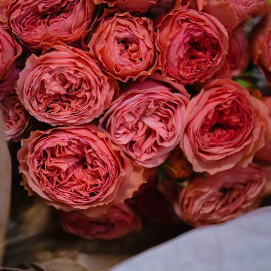 Bella Trendsetter 潮流贝拉 (Netherlands)