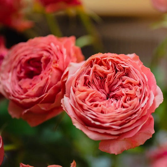 Bella Trendsetter 潮流贝拉 (Netherlands)