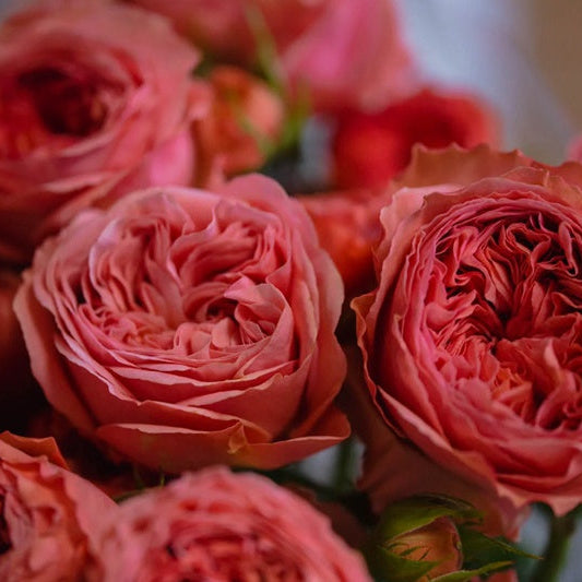 Bella Trendsetter 潮流贝拉 (Netherlands)