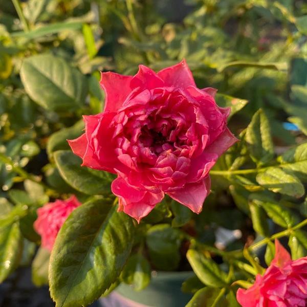 Crenadine Rose 红石榴汁 (Japan)