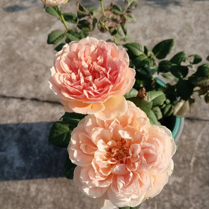 Celebretini 蒂尼 (Japan)