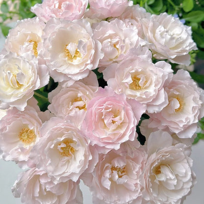 Princess Tenko 天宫公主 (Japan)