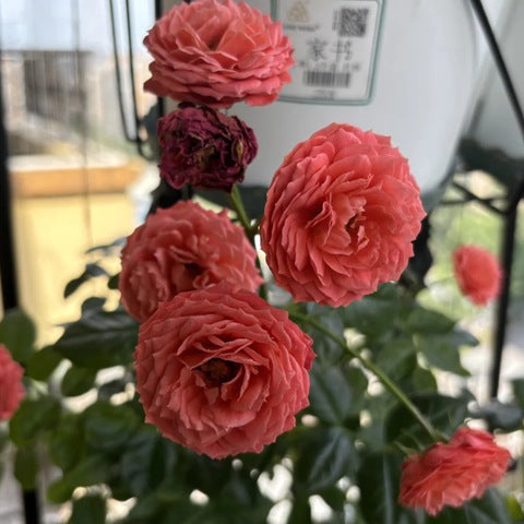 Cinnabar Bowl 朱砂碗 (China 天狼)