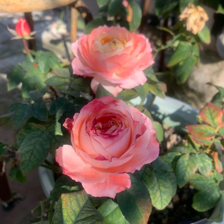 Princess Sakura 樱花公主 (Japan)