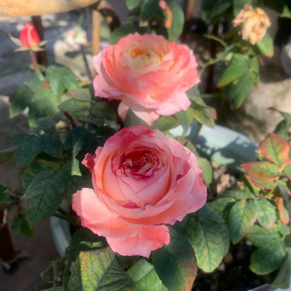 Princess Sakura 樱花公主 (Japan)