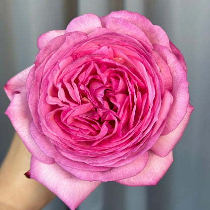 Ensorcelant (Yves Flirtatious) 伊芙妖艳 (Japan)