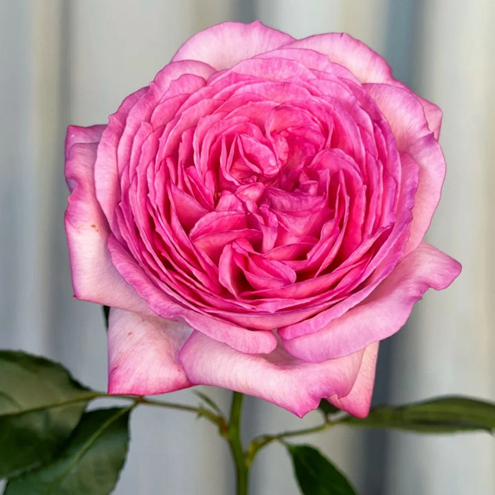 Ensorcelant (Yves Flirtatious) 伊芙妖艳 (Japan) – Hillside Rose Farm
