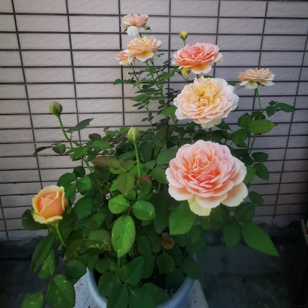 Celebretini 蒂尼 (Japan)