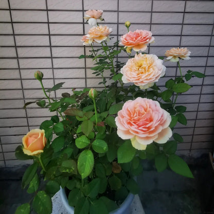 Celebretini 蒂尼 (Japan)