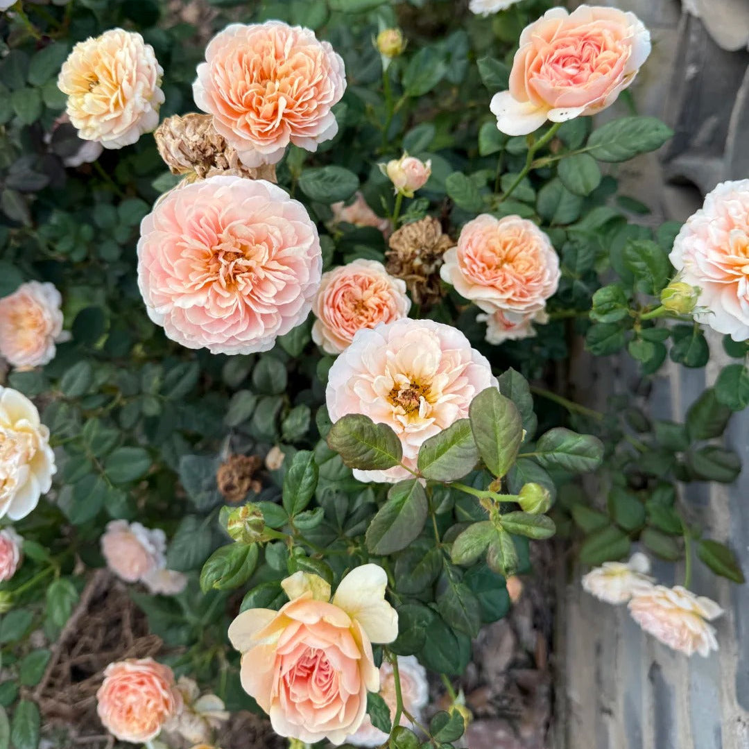 Celebretini 蒂尼 (Japan)