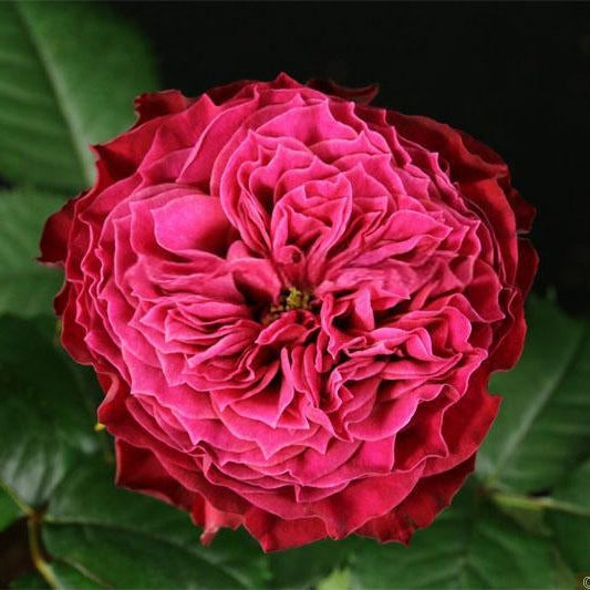 Magic Vuvuzela 魔法珊瑚心 (Netherlands)