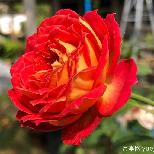 Meilivoine 藤宝贝 (France)
