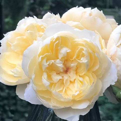 Hazy Moonlight 朦胧月色 (China 天狼)