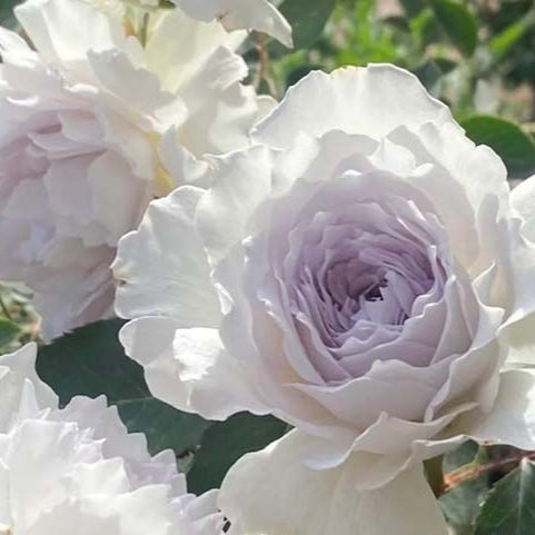 Gabriel 加百列大天使 (Japan)